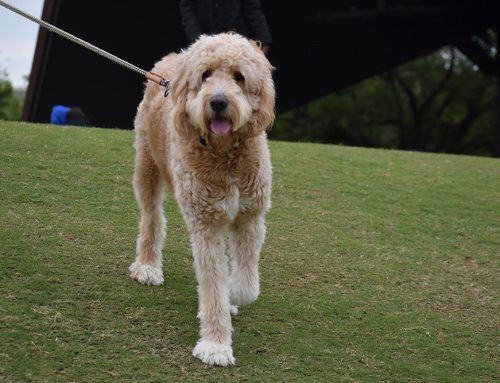 Unraveling Pet Behavior: When to Seek Expert Advice from Your Nanaimo Vet