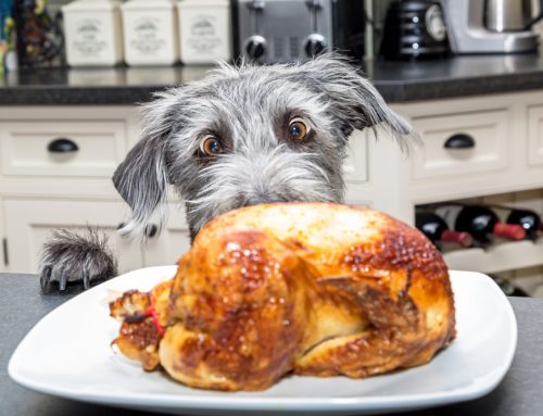 Holiday Feast or Hazard? How to Safely Share Thanksgiving with Your Pet